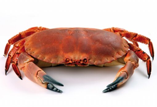 Crab