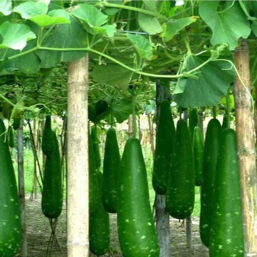 Bottle Gourd