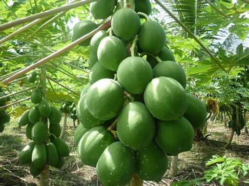 Papaya