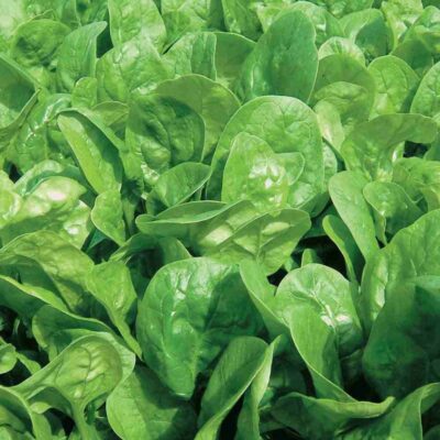 Spinach