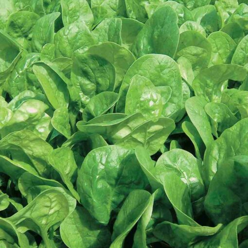Spinach