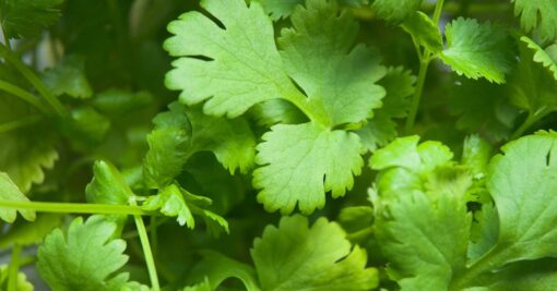 coriander