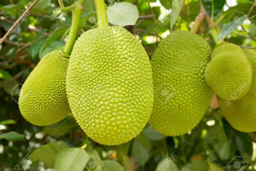 Jackfruit