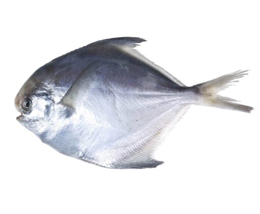 Pomfret