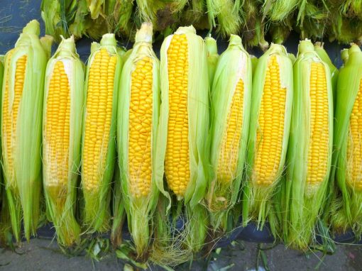 Corn