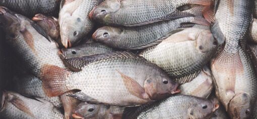 Tilapia Fish