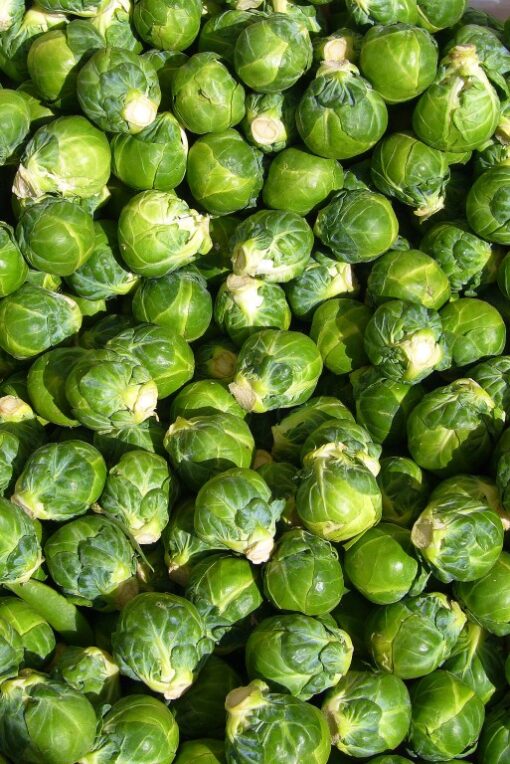 Brussels sprout