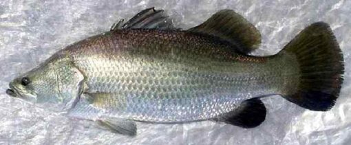 Barramundi