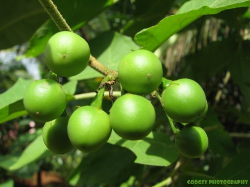 Small Brinjal