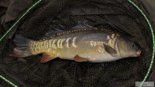 Common Carp( Carpu)