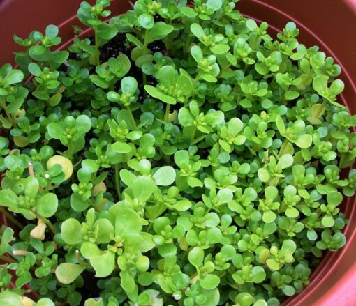 Garden Purslane