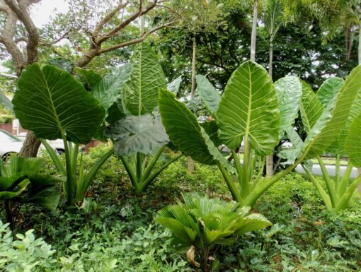 Giant Taro