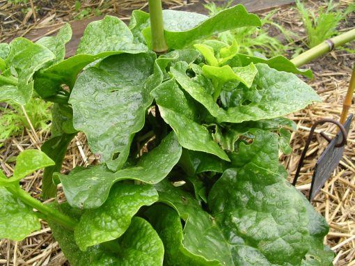 Indian Spinach