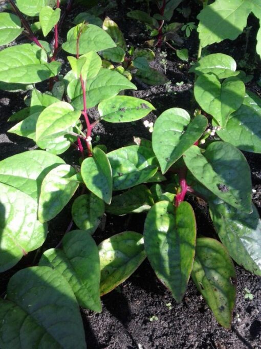 Indian Spinach (red)