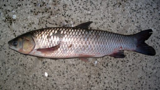 Minor Carp (Bata)