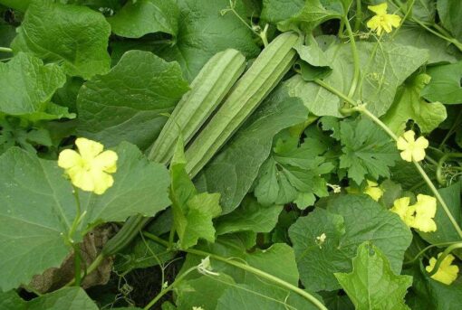 Ribbed Gourd