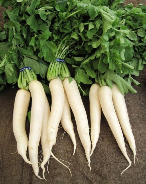 white radish