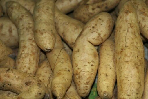 White Yam