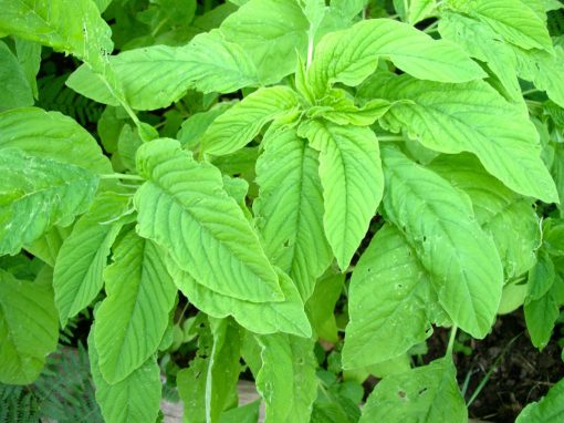 Leaf amaranth