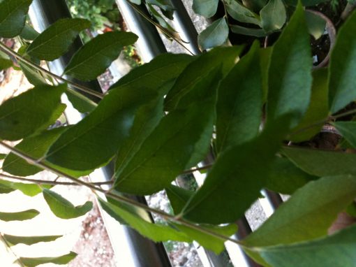 Curry Leaves