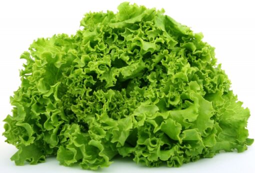 Lettuce