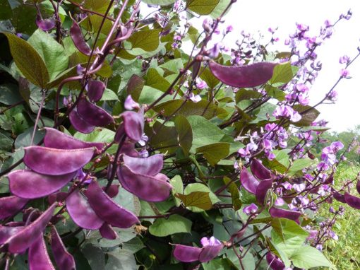 Purple hyacinths bean