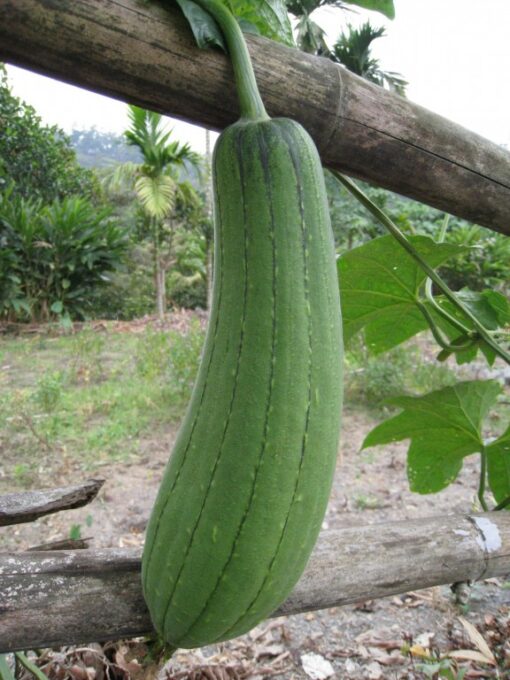 Sponge Gourd