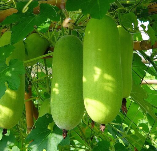 Wax Gourd