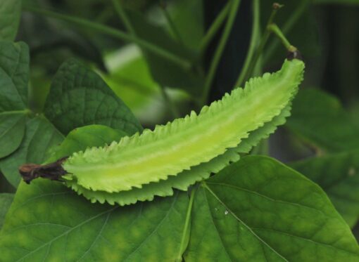 Winged Bean