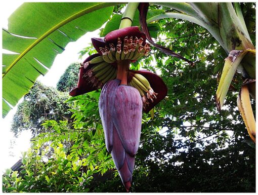 Banana Flower