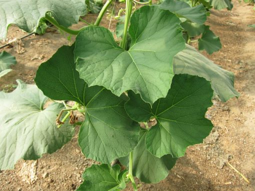 Bottle Gourd Leaf