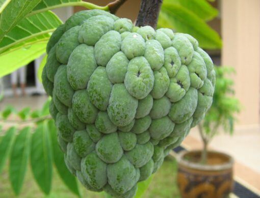 Custard Apple