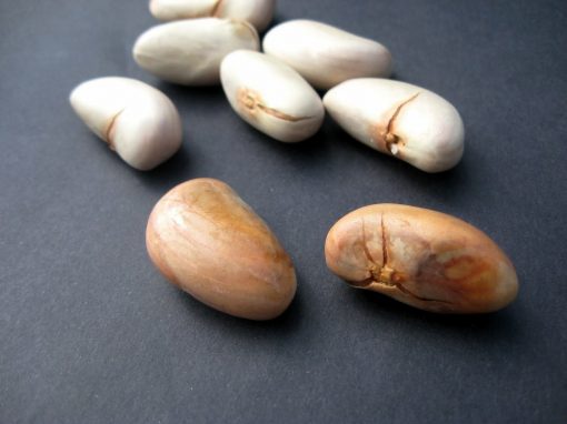 Jackfruit Seed