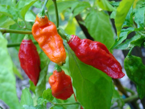 Naga Chilli